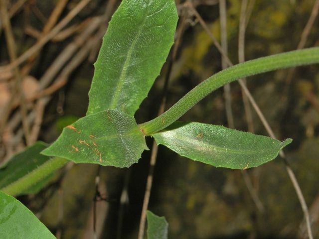 Urospermum dalechampii / Boccione maggiore